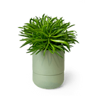 Ryan Self - Watering Plant Pots - Chive US Wholesale