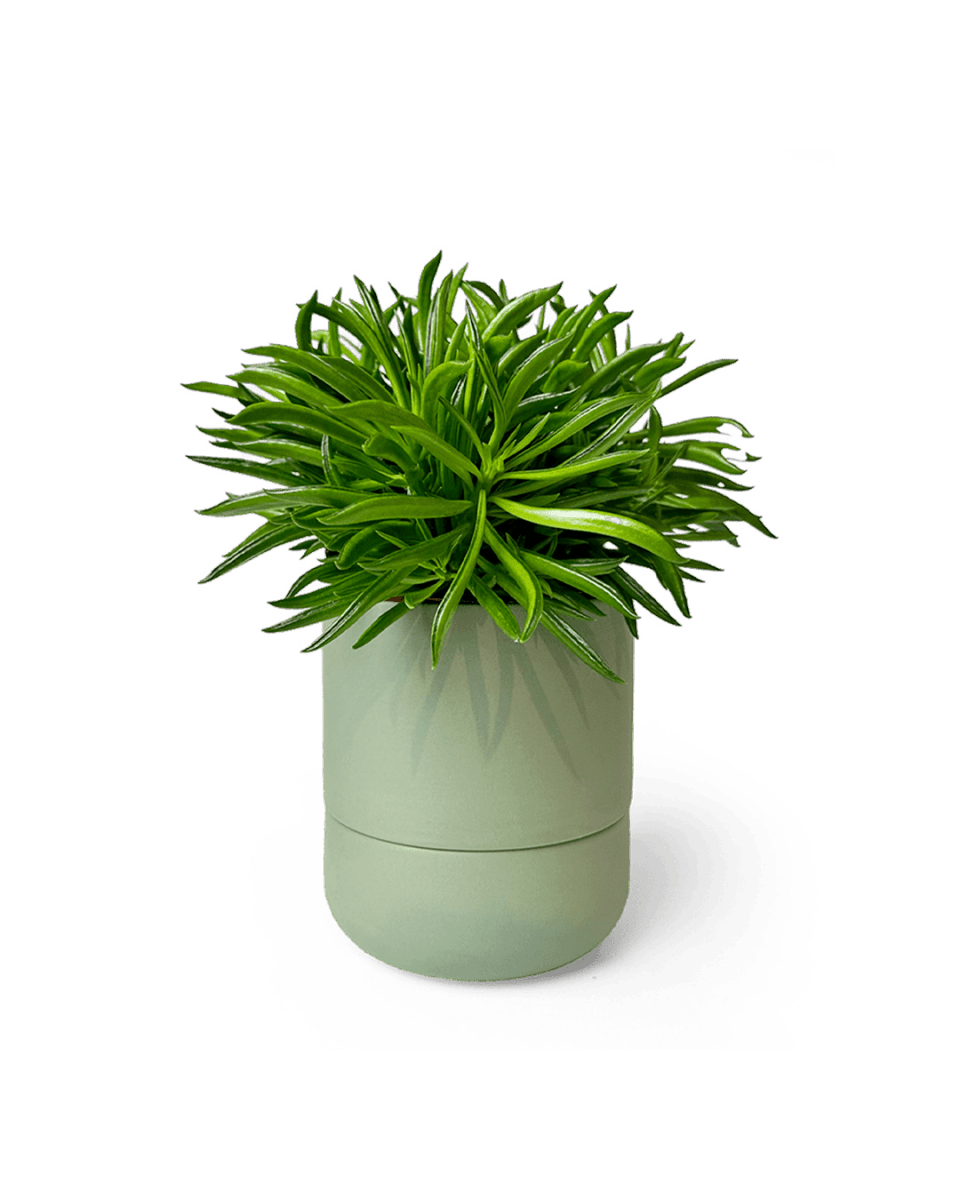 Ryan Self - Watering Plant Pots - Chive US Wholesale