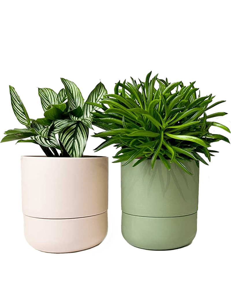 Ryan Self - Watering Plant Pots - Chive US Wholesale