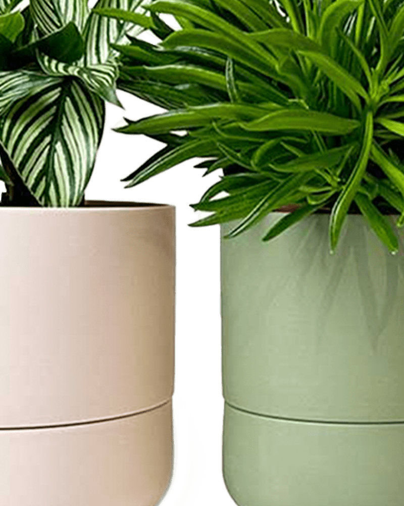 Ryan Self - Watering Plant Pots - Chive US Wholesale