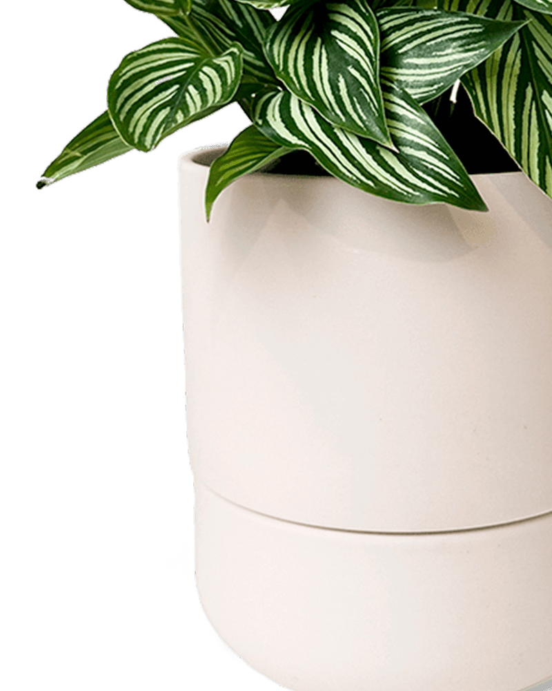 Ryan Self - Watering Plant Pots - Chive US Wholesale