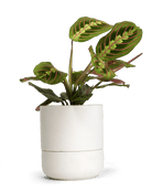 Ryan Self - Watering Plant Pots - Chive US Wholesale