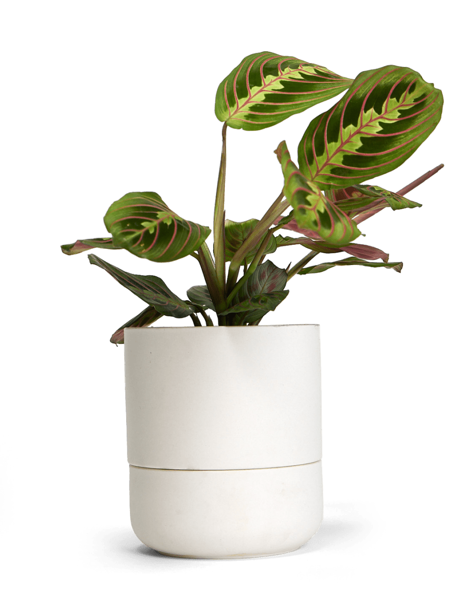 Ryan Self - Watering Plant Pots - Chive US Wholesale