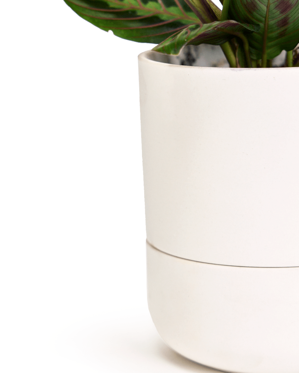 Ryan Self - Watering Plant Pots - Chive US Wholesale