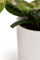 Ryan Self - Watering Plant Pots - Chive US Wholesale