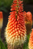 Red Hot Poker Flower Seeds Packet - Chive US Wholesale