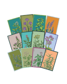 Herb Seeds Packets - 96pc Assortment 1 - Chive US Wholesale