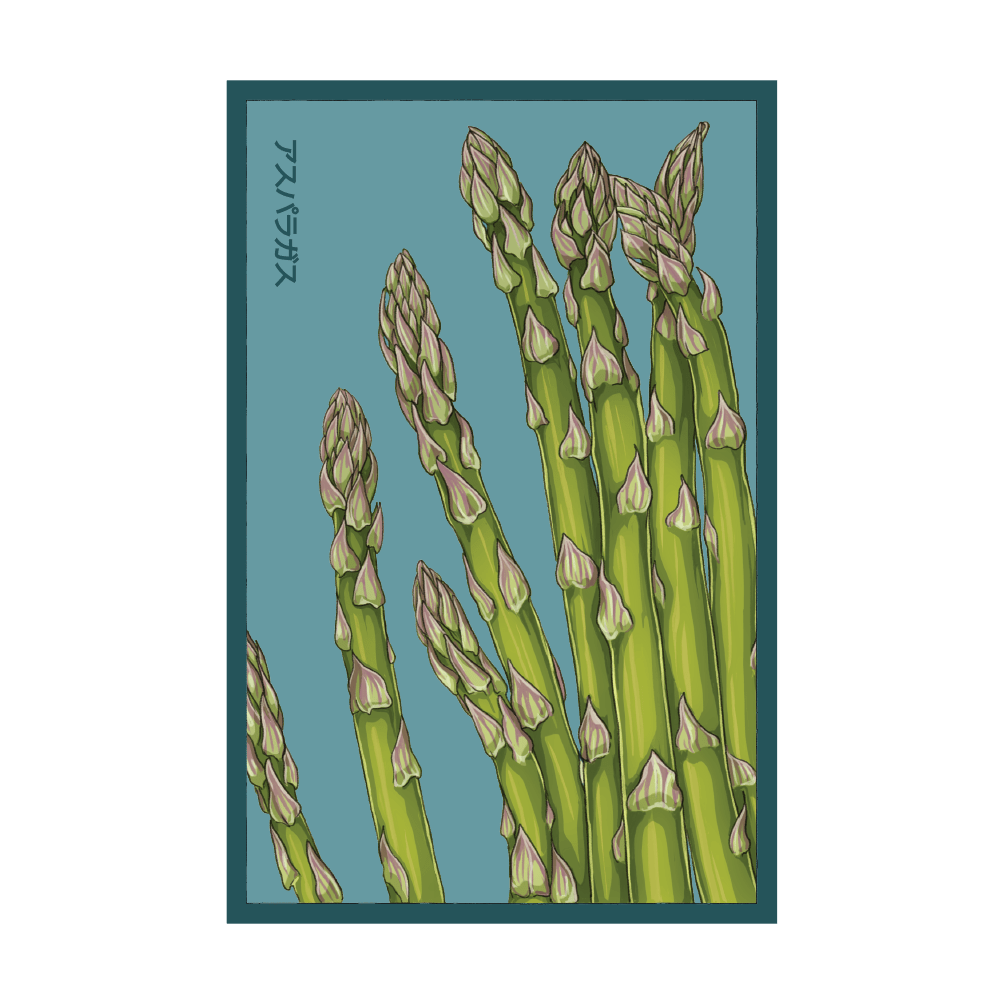 2026 Asparagus Mary Washington Vegetable Seeds Packet - Chive US Wholesale