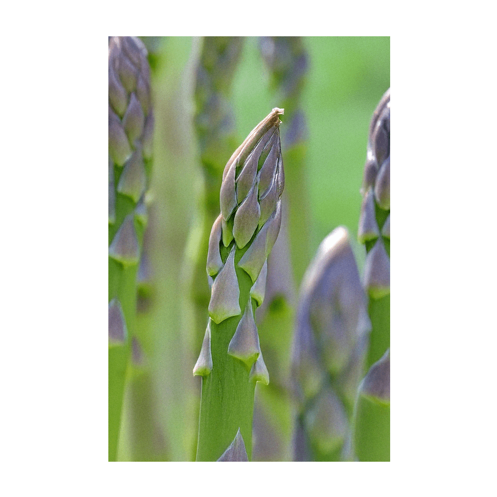 2026 Asparagus Mary Washington Vegetable Seeds Packet - Chive US Wholesale