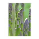 2026 Asparagus Mary Washington Vegetable Seeds Packet - Chive US Wholesale