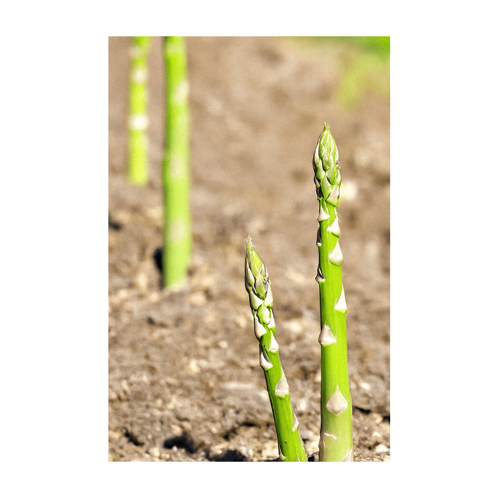 2026 Asparagus Mary Washington Vegetable Seeds Packet - Chive US Wholesale