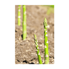 2026 Asparagus Mary Washington Vegetable Seeds Packet - Chive US Wholesale
