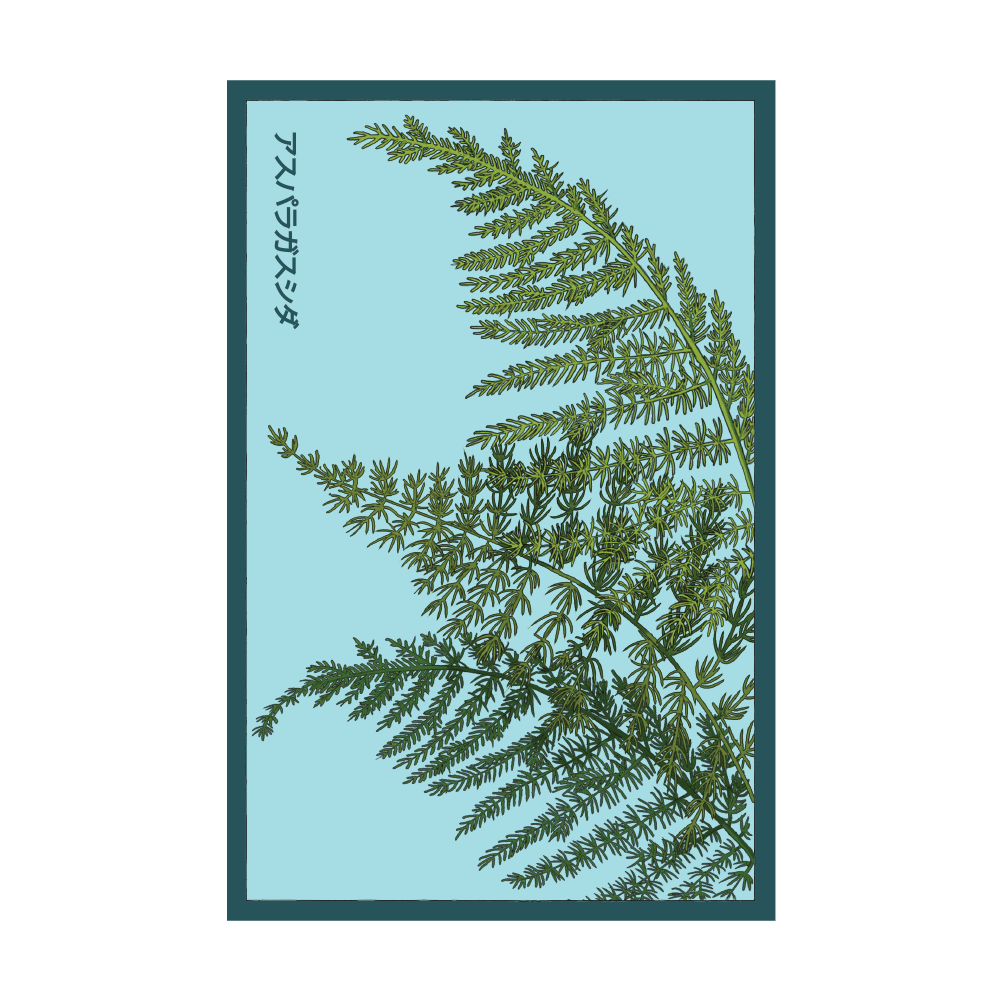 2026 Asparagus Fern Indoor Seeds Packet - Chive US Wholesale