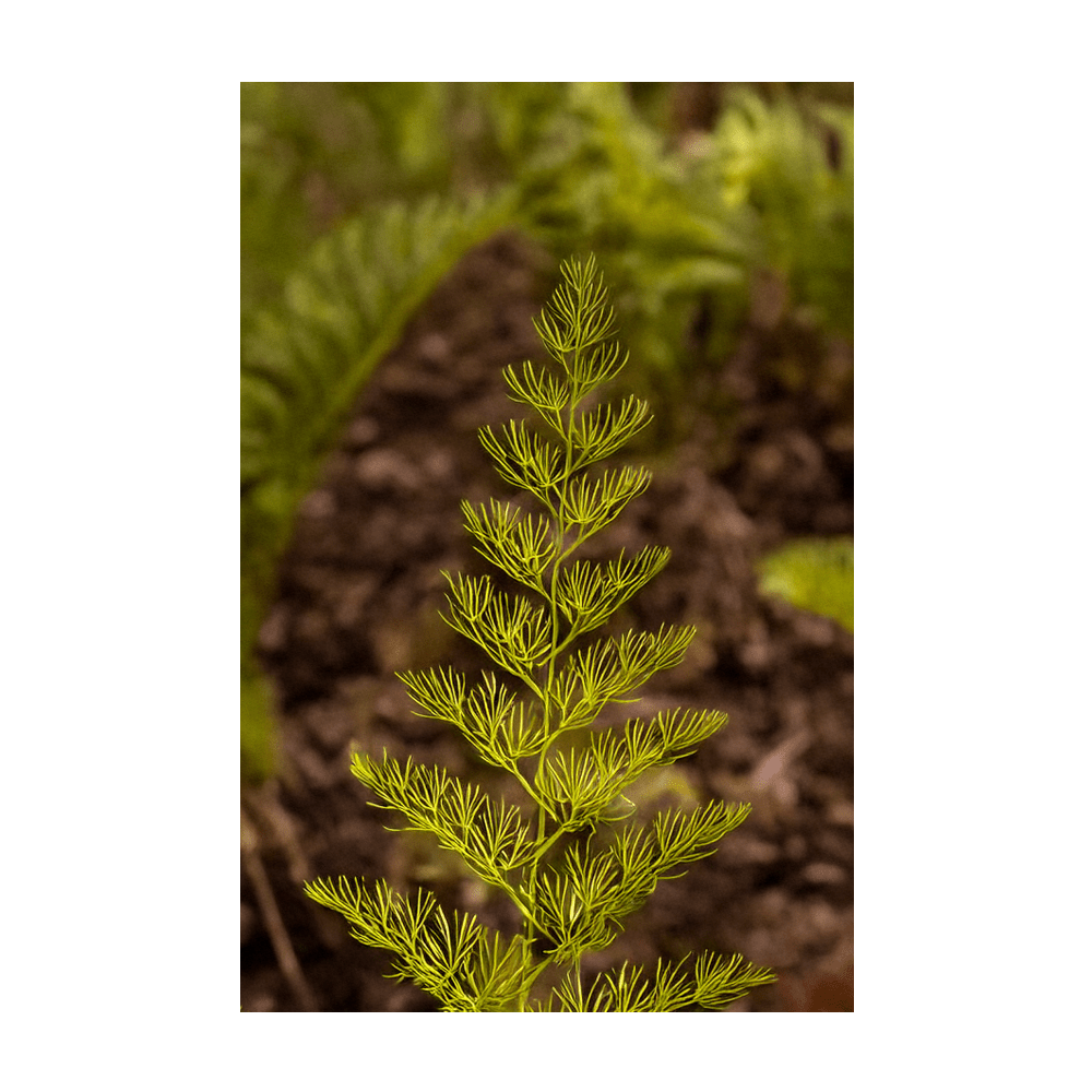 2026 Asparagus Fern Indoor Seeds Packet - Chive US Wholesale