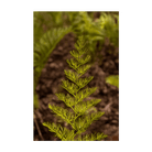 2026 Asparagus Fern Indoor Seeds Packet - Chive US Wholesale