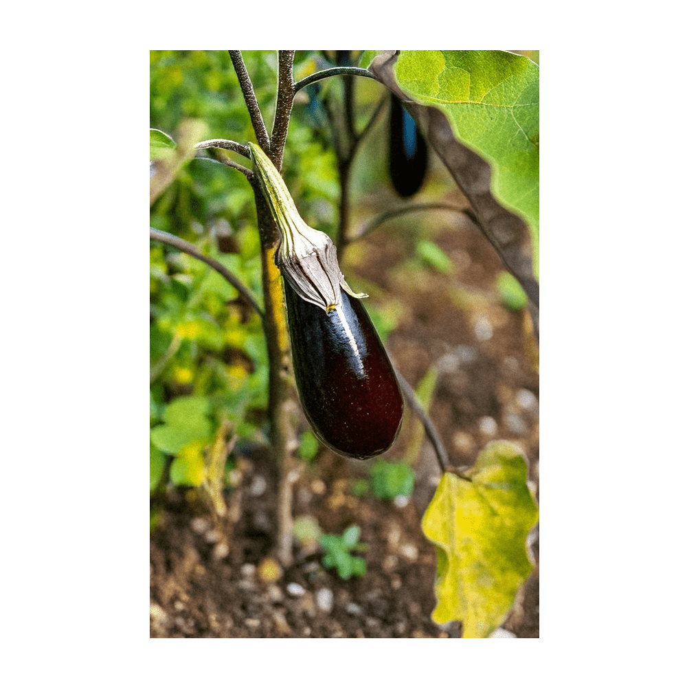2026 Aubergine Jewel Marble F1 Vegetable Seeds Packet - Chive US Wholesale