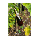 2026 Aubergine Jewel Marble F1 Vegetable Seeds Packet - Chive US Wholesale