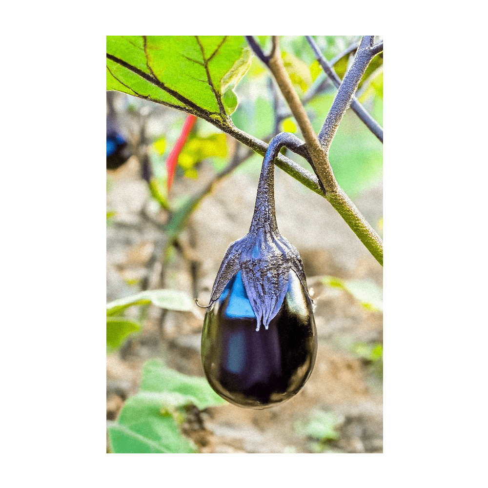 2026 Black Beauty Eggplant Vegetable Seeds Packet - Chive US Wholesale