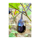 2026 Black Beauty Eggplant Vegetable Seeds Packet - Chive US Wholesale