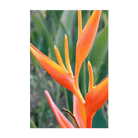 2026 Bird of Paradise Flower Seeds Packet - Chive US Wholesale