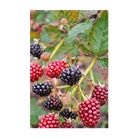 2026 Boysenberry Flower Seeds Packet - Chive US Wholesale