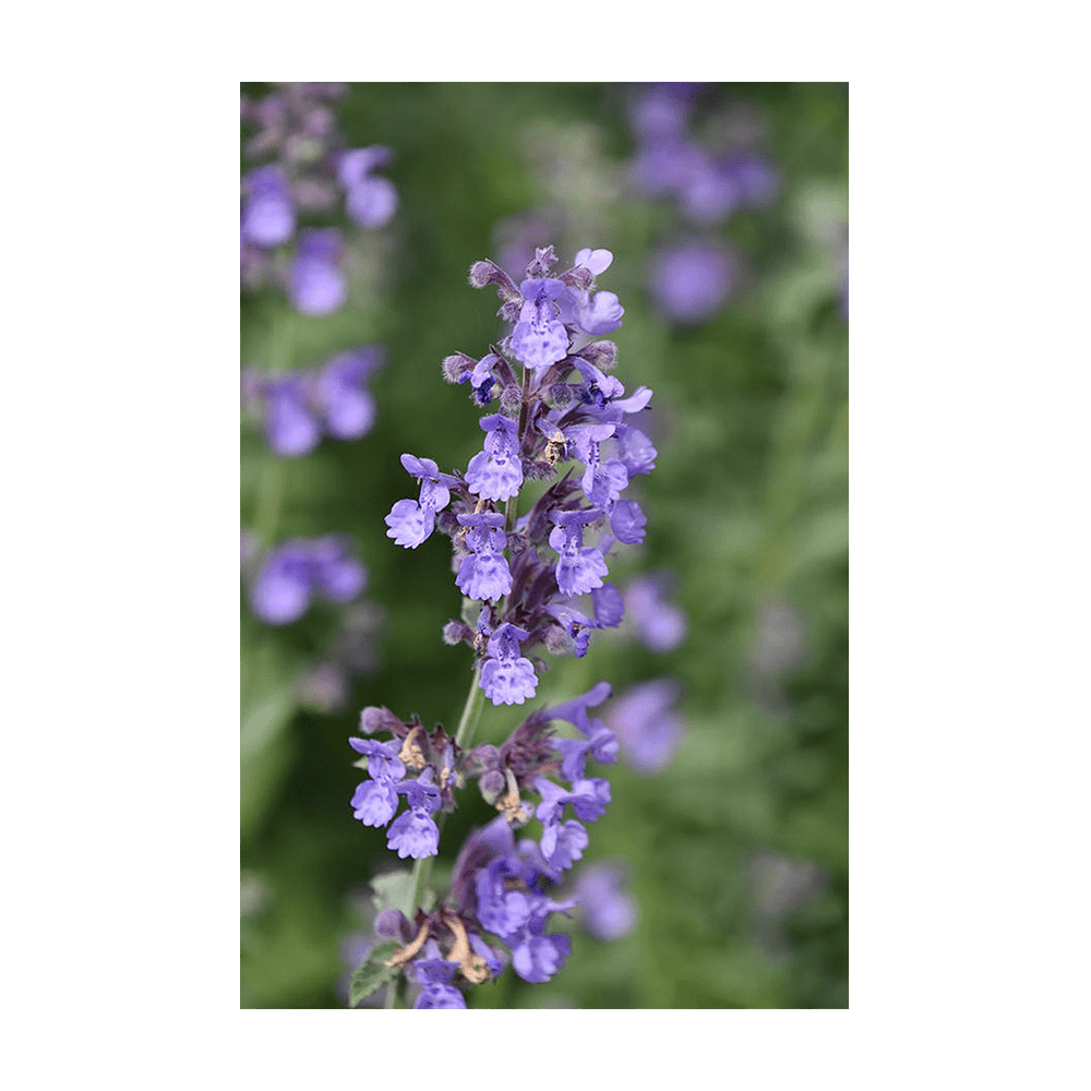 Catnip Flower Seeds Packet - Chive US Wholesale