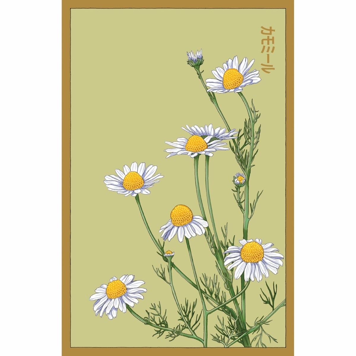 Chamomile Flower Seeds Packet - Chive US Wholesale