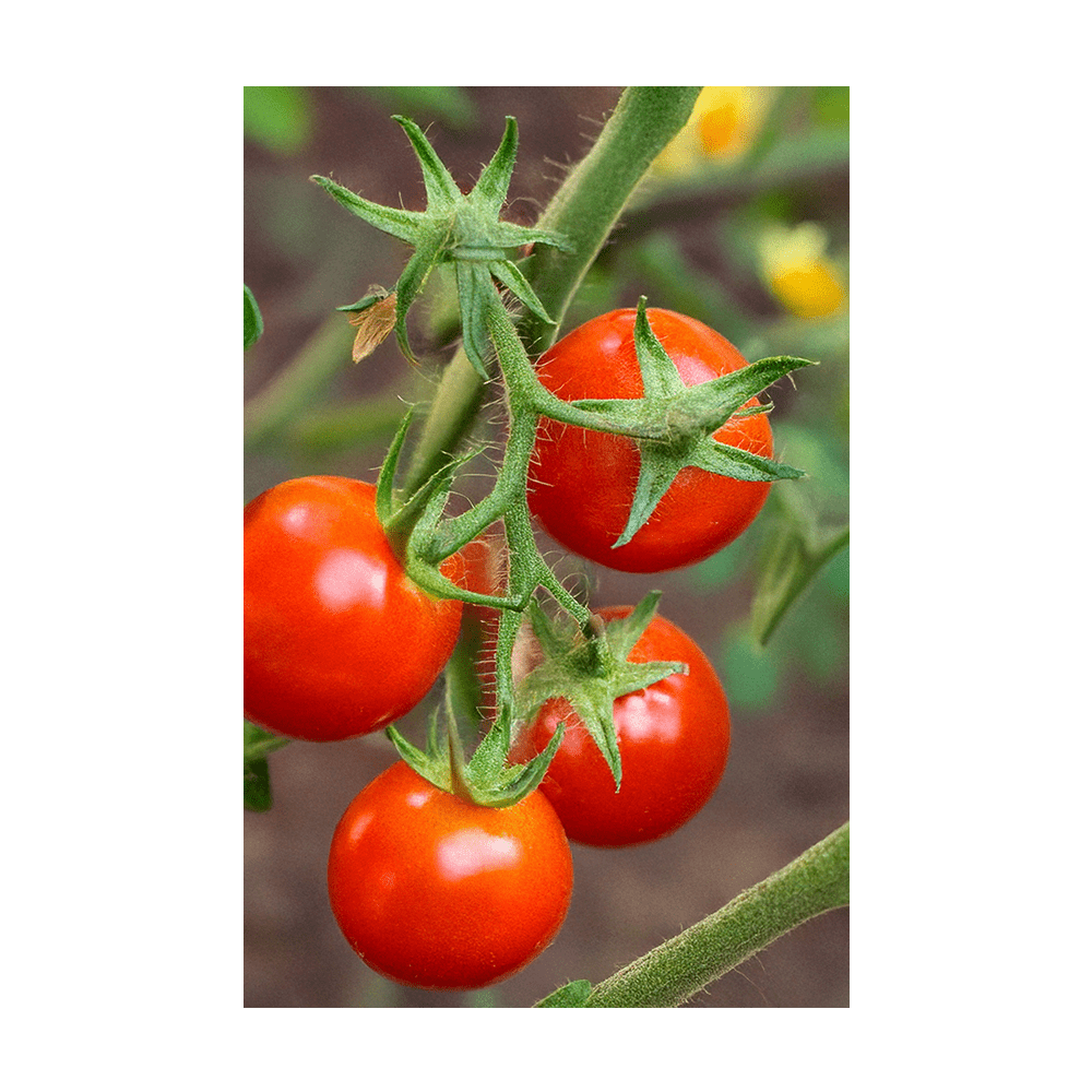 Cherry Tomoto Vegetable Seeds Packet - Chive US Wholesale