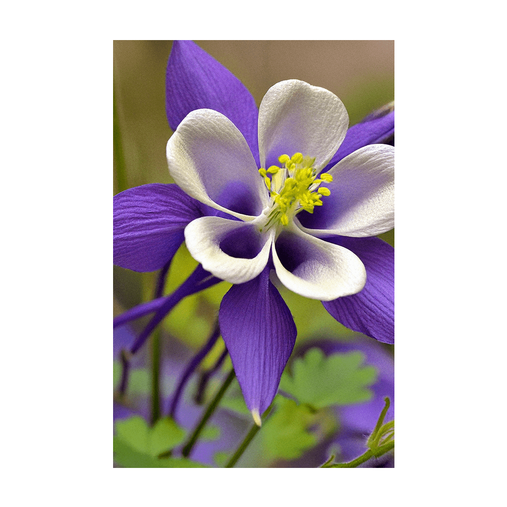 Columbine Flower Seeds Packet - Chive US Wholesale