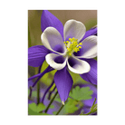 Columbine Flower Seeds Packet - Chive US Wholesale