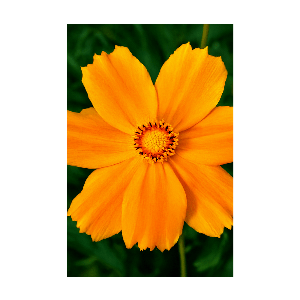 Big Flower Coreopsis Flower Seeds Packet - Chive US Wholesale