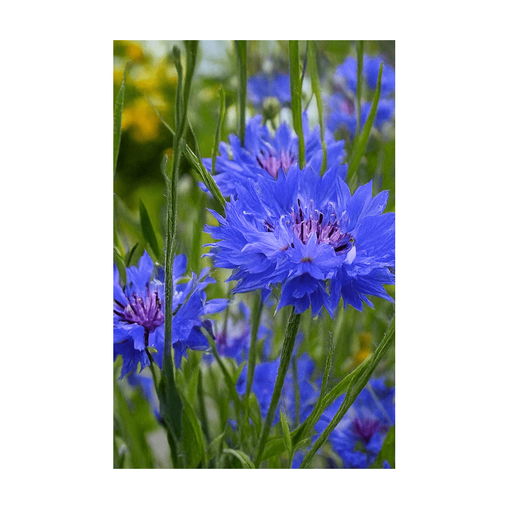 Blue Cornflower Flower Seeds Packet - Chive US Wholesale