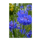 Blue Cornflower Flower Seeds Packet - Chive US Wholesale