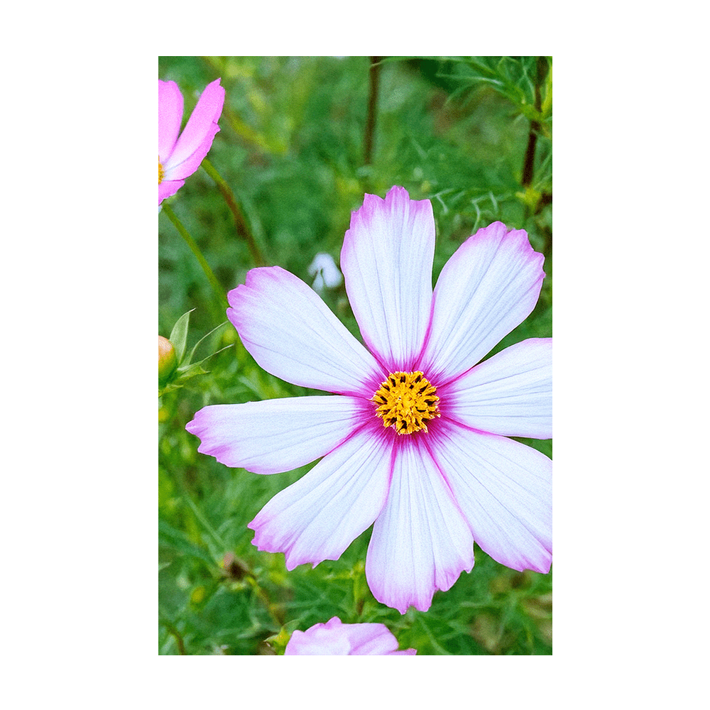 Cosmos Flower Seeds Packet - Chive US Wholesale