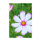 Cosmos Flower Seeds Packet - Chive US Wholesale