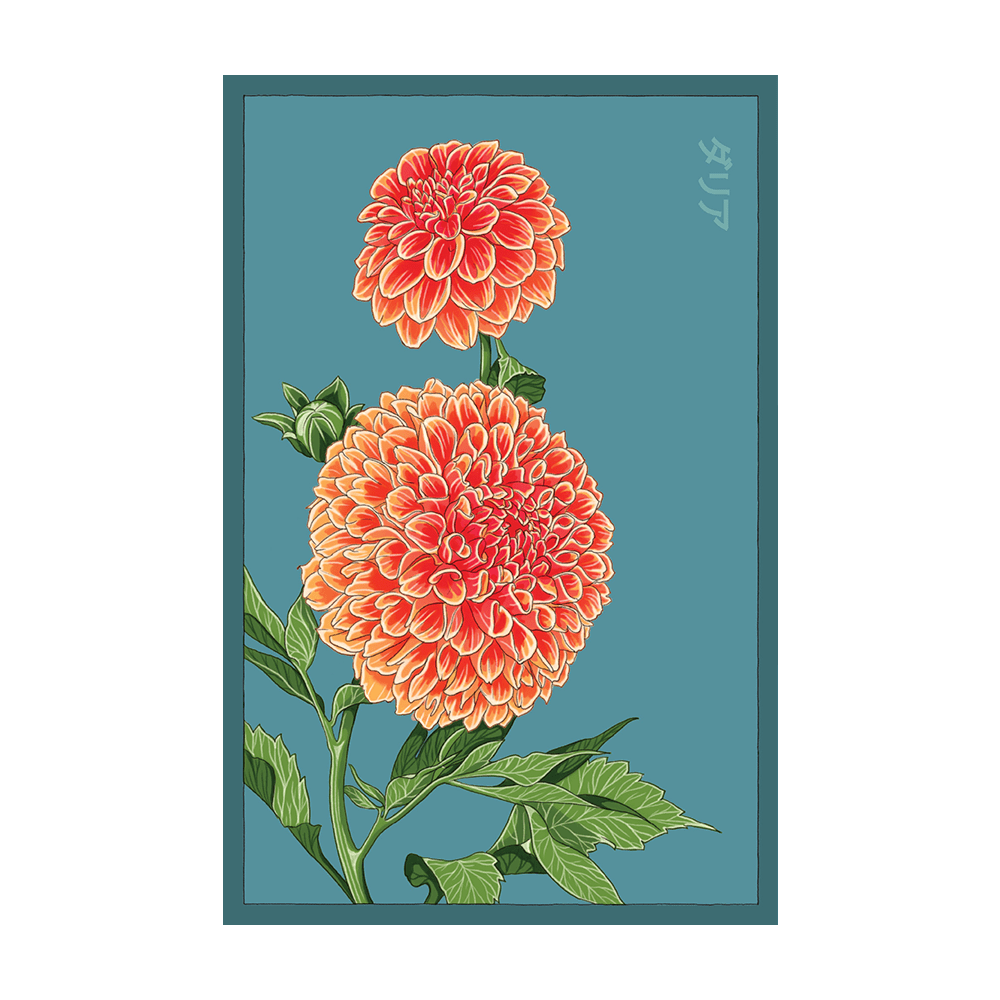 Dahlia Flower Seeds Packet - Chive US Wholesale