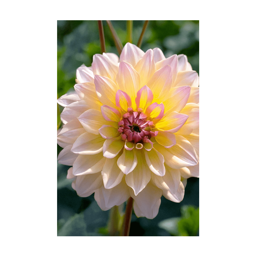 Dahlia Flower Seeds Packet - Chive US Wholesale