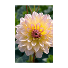 Dahlia Flower Seeds Packet - Chive US Wholesale