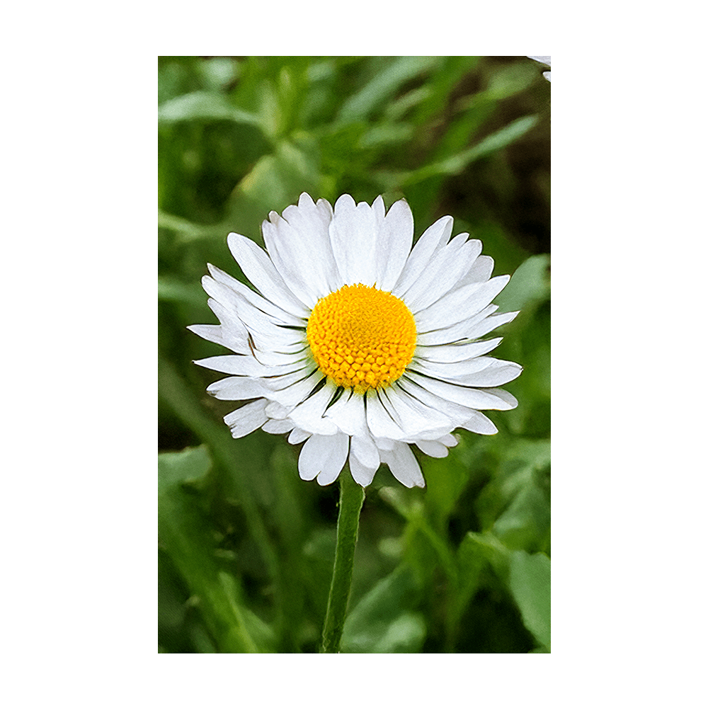 Daisy White Flower Seeds Packet - Chive US Wholesale