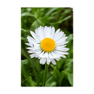 Daisy White Flower Seeds Packet - Chive US Wholesale