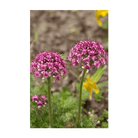 2026 Dewflower Flower Seeds Packet - Chive US Wholesale