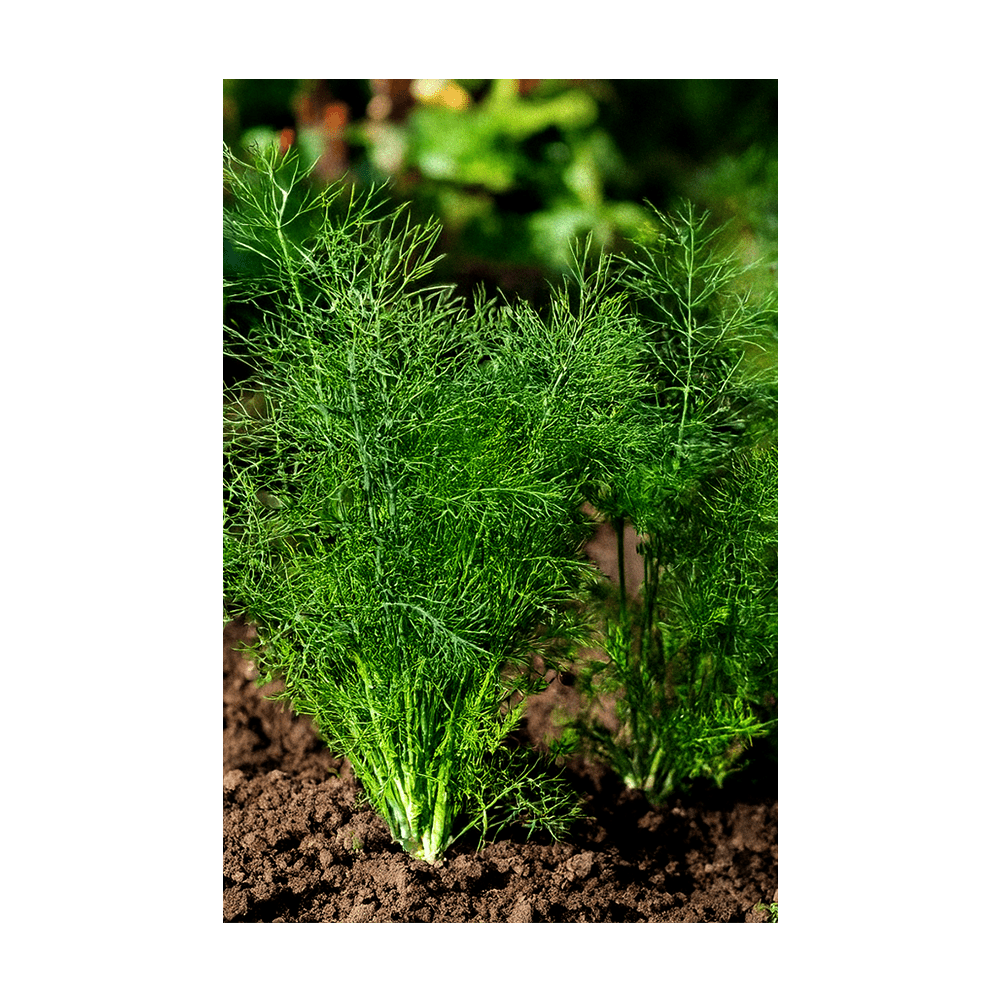 Dill Herb Seeds Packet - Chive US Wholesale