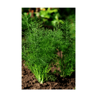 Dill Herb Seeds Packet - Chive US Wholesale