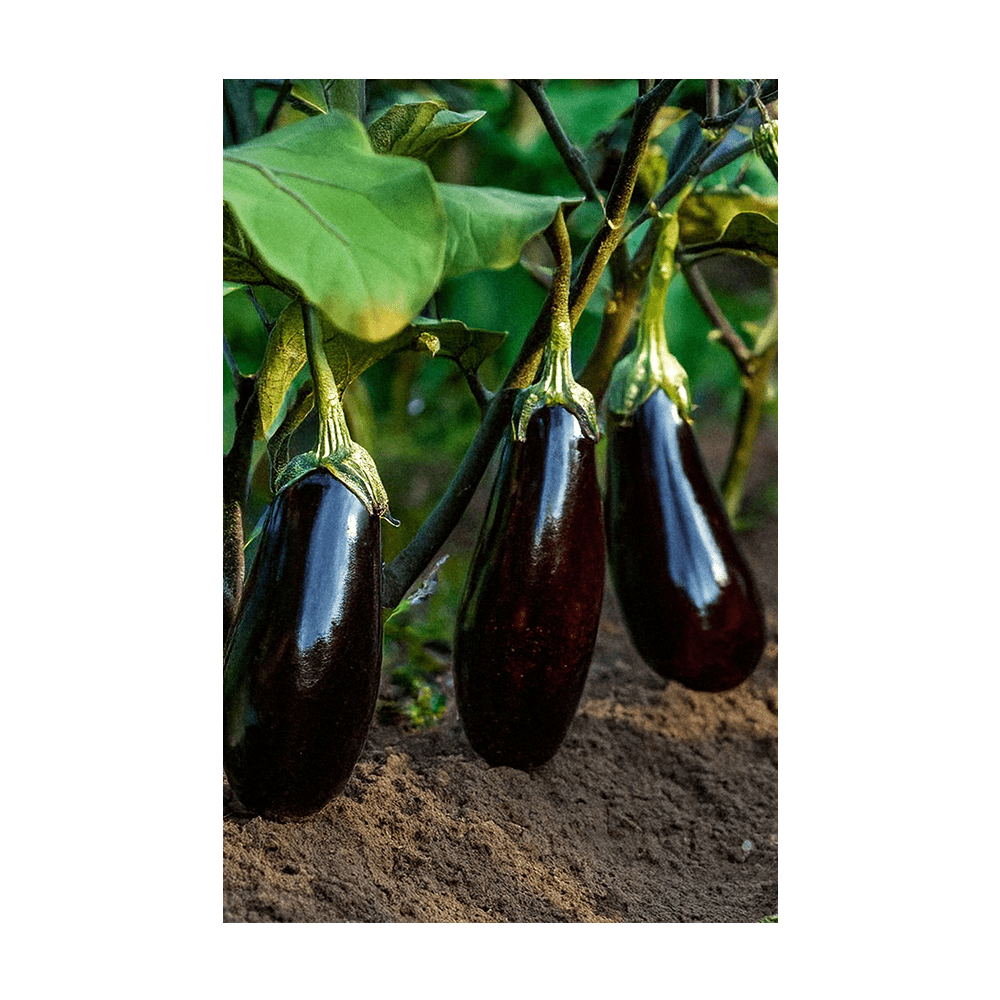 Eggplant Vegetable Seeds Packet - Chive US Wholesale