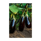 Eggplant Vegetable Seeds Packet - Chive US Wholesale