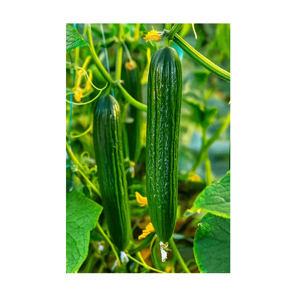 English Cucumber Vegetable Seeds Packet - Chive US Wholesale