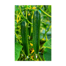 English Cucumber Vegetable Seeds Packet - Chive US Wholesale