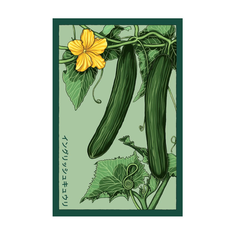 English Cucumber Vegetable Seeds Packet - Chive US Wholesale