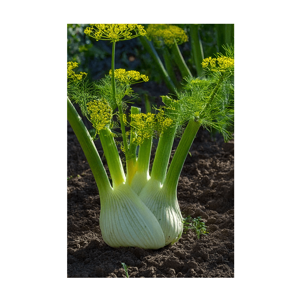 Fennel Vegetable Seeds Packet - Chive US Wholesale