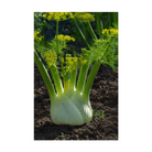 Fennel Vegetable Seeds Packet - Chive US Wholesale